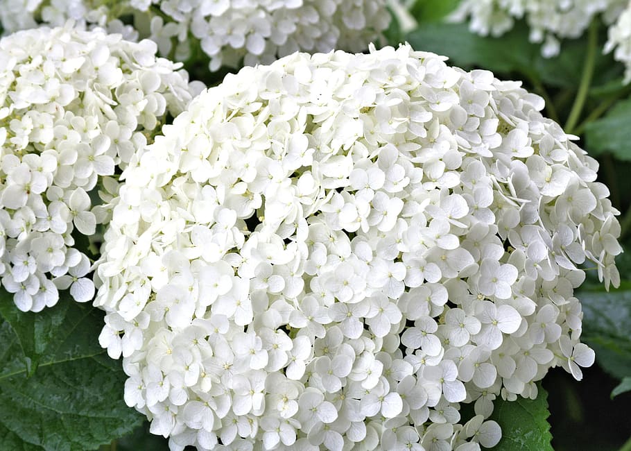 white cluster flowers, Hydrangea, White, Flower, Flower, Garden HD wallpaper