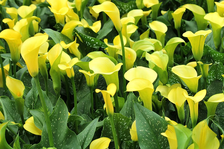 yellow, flowers, green, spring, bloom, decoration, yellow flowers HD wallpaper