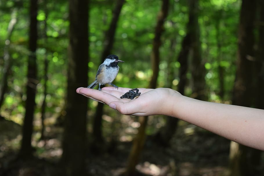 tit, bird, hands, forest, seeds for birds, human hand, animal wildlife HD wallpaper