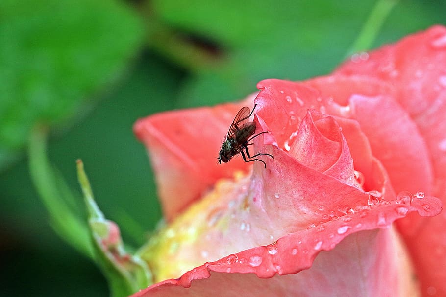 rose, rosebud, mucha, blue bottle fly, macro, garden, rose petals, HD wallpaper