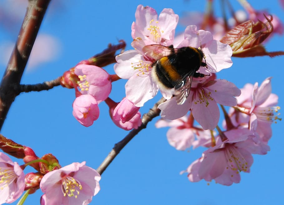 spring, sakura, bloom, bumblebee, cherry blossom, pink, nature HD wallpaper