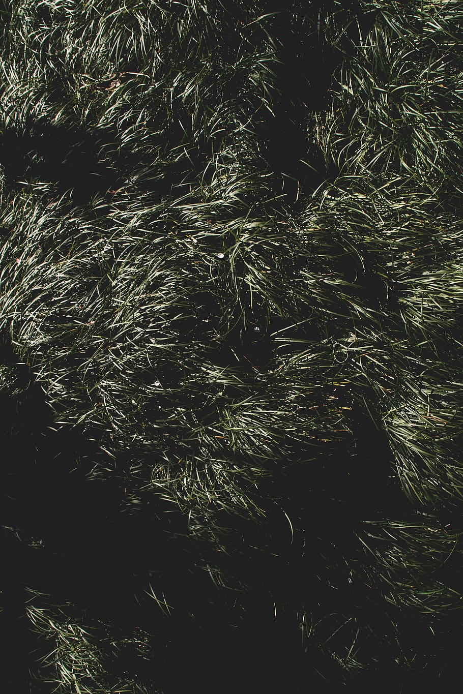 Darkgreen 1080P, 2K, 4K, 5K HD wallpapers free download | Wallpaper Flare