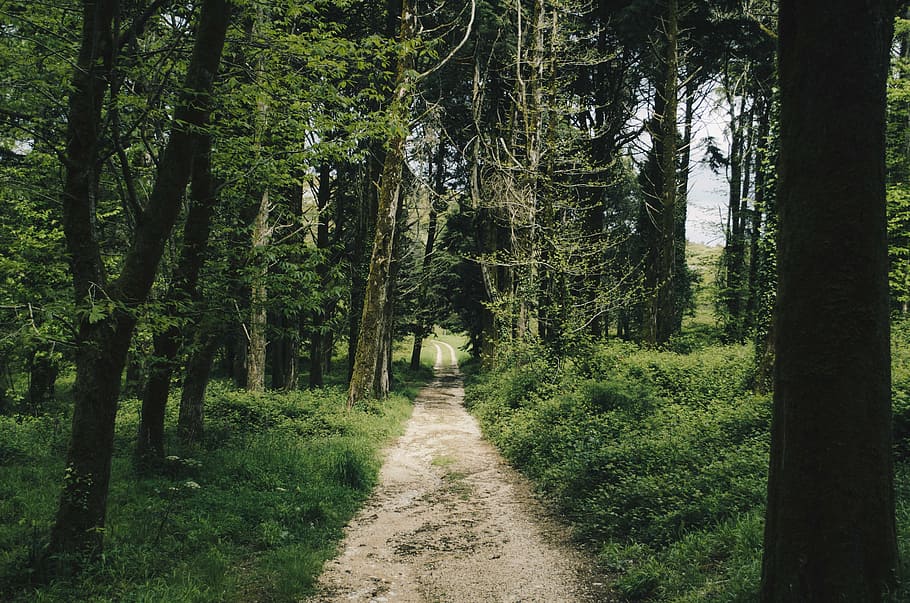photo of gray soil pathway surrounded by green trees, forest HD wallpaper