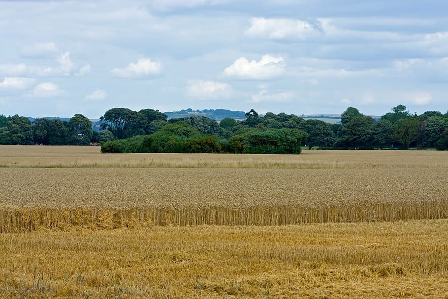 wheat, wheat field, crops, grain, agriculture, farm, farm land HD wallpaper