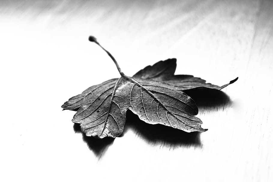 Maple, Leaf, Nature, Dry, Fall, blackandwhite, maple leaf, foliage HD wallpaper