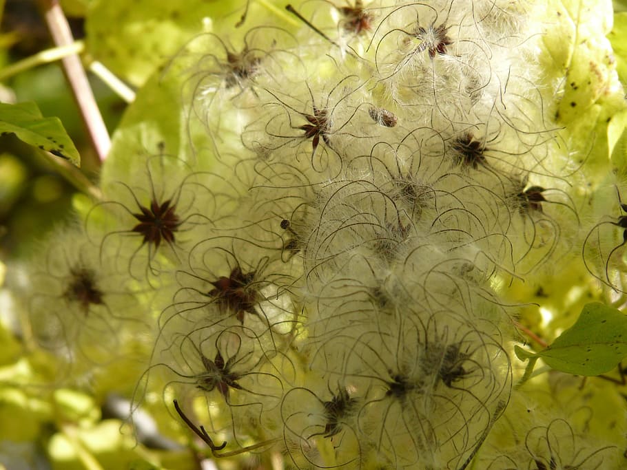 clematis vitalba, fruits, white, woolly, real clematis, common clematis, HD wallpaper