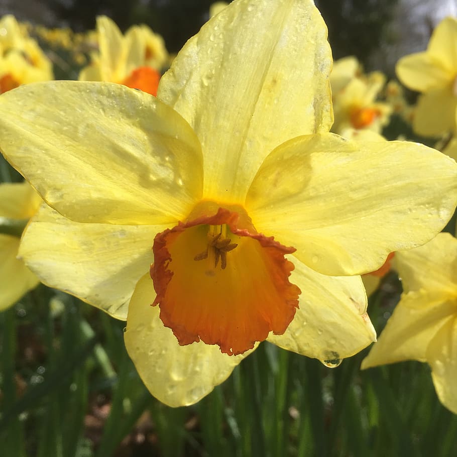 Daffodil, Flower, Raindrop, nature, plant, yellow, petal, summer HD wallpaper