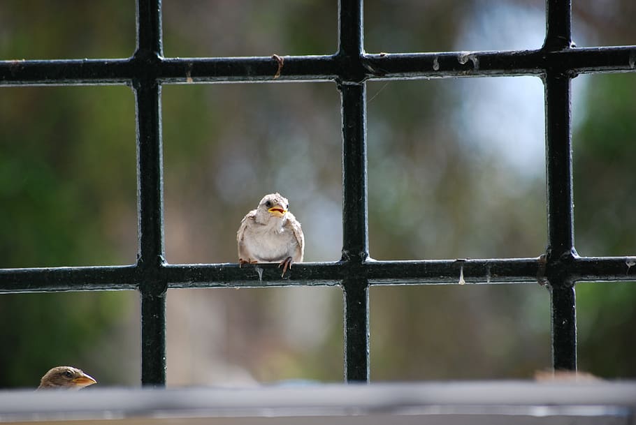 bird, roost, look, animal themes, one animal, vertebrate, animal wildlife HD wallpaper