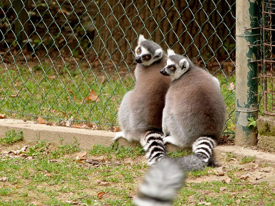 HD Wallpaper: Ring-tailed Lemur, Ring-tailed Lemur, Ring Tailed Lemur ...