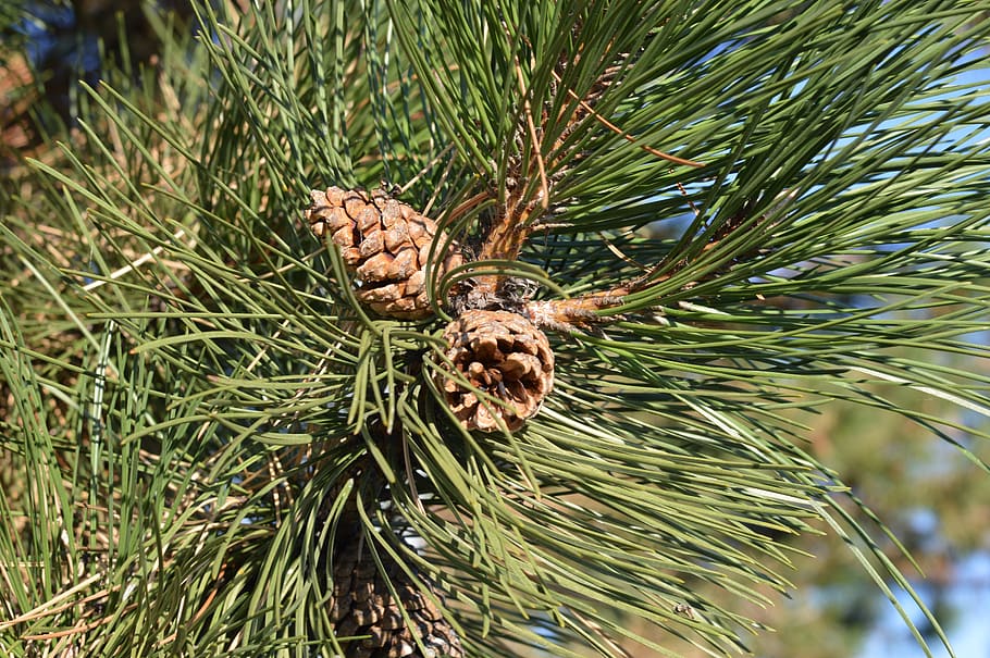 pine cones, tree, needles, brown, xmas, christmas, pincone HD wallpaper