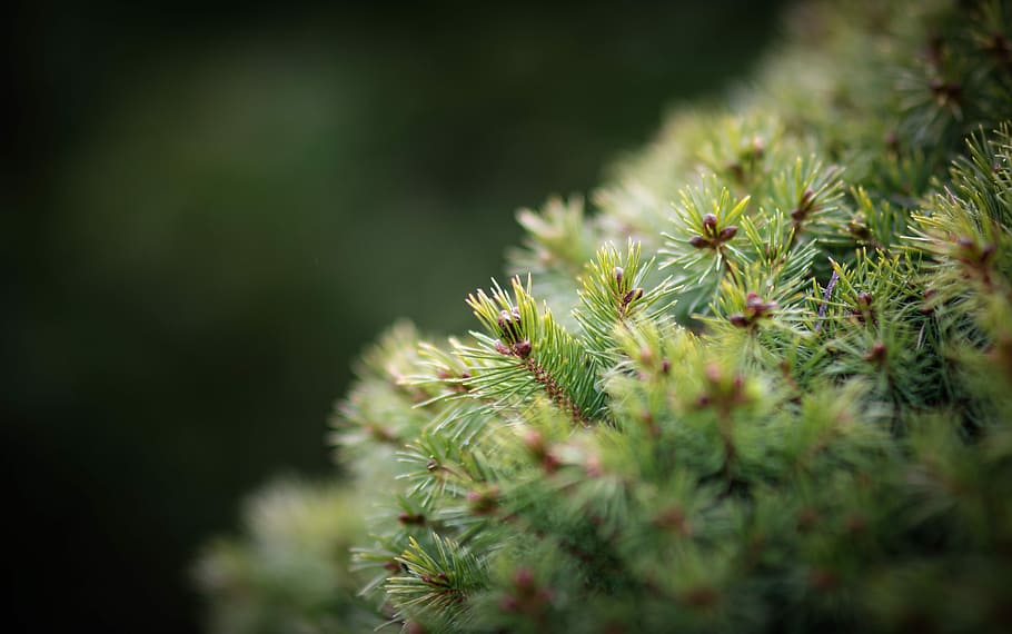 macro photography of green plant, shallow focus photography of green plant HD wallpaper