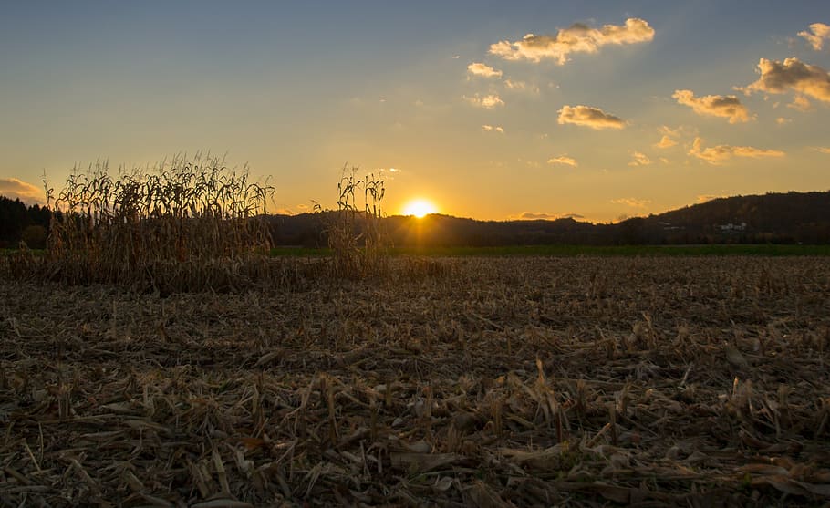 sunset, field, corn, sky, clouds, mood, evening, land, tranquility HD wallpaper