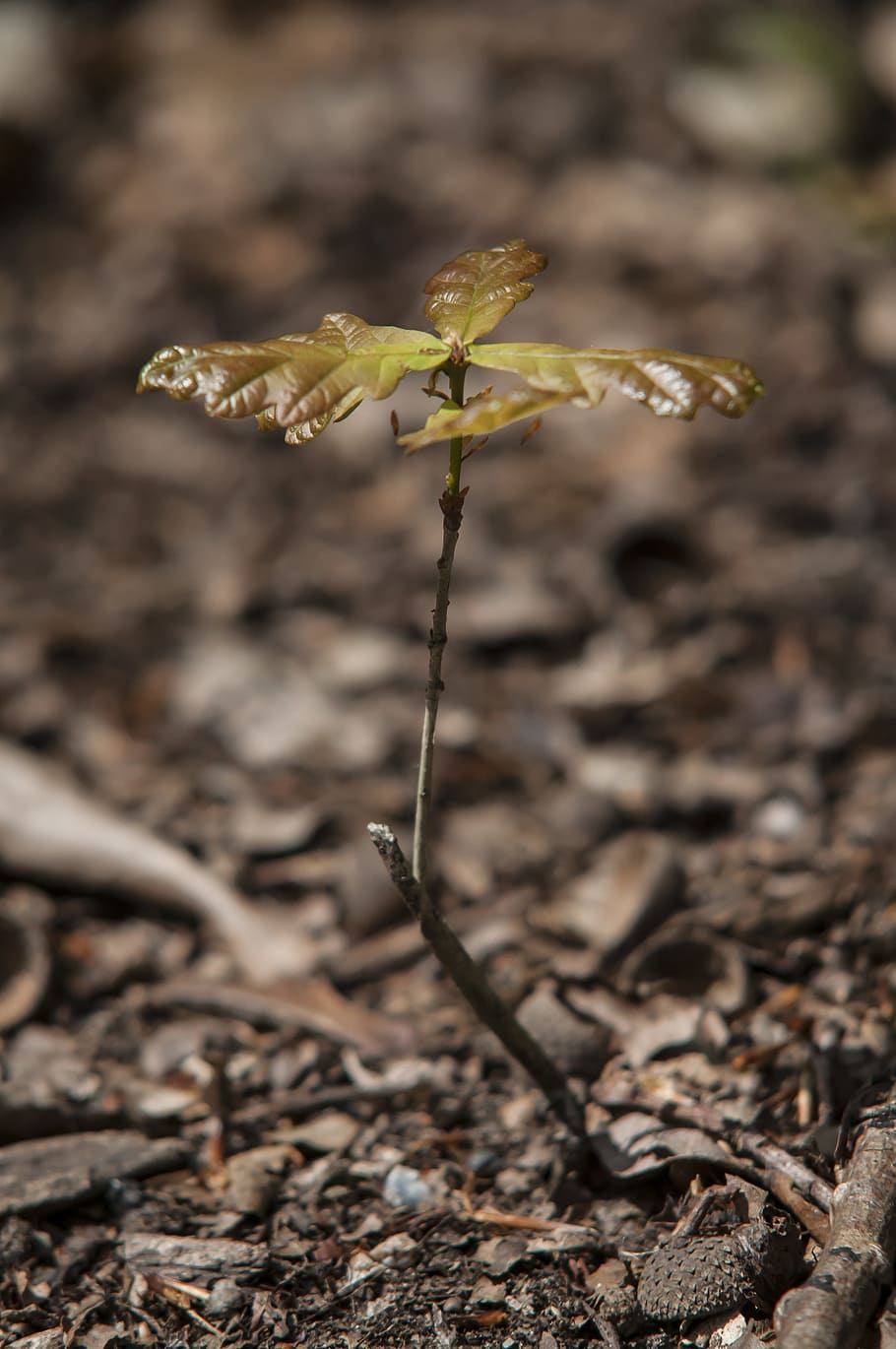 Forest, Oak, Spring, Button, Tree, seedling, growth, sprout HD wallpaper
