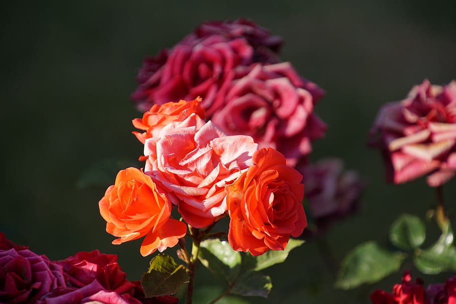 Blossom, Bloom, Close, Rosaceae, rose, red, purple, orange HD wallpaper