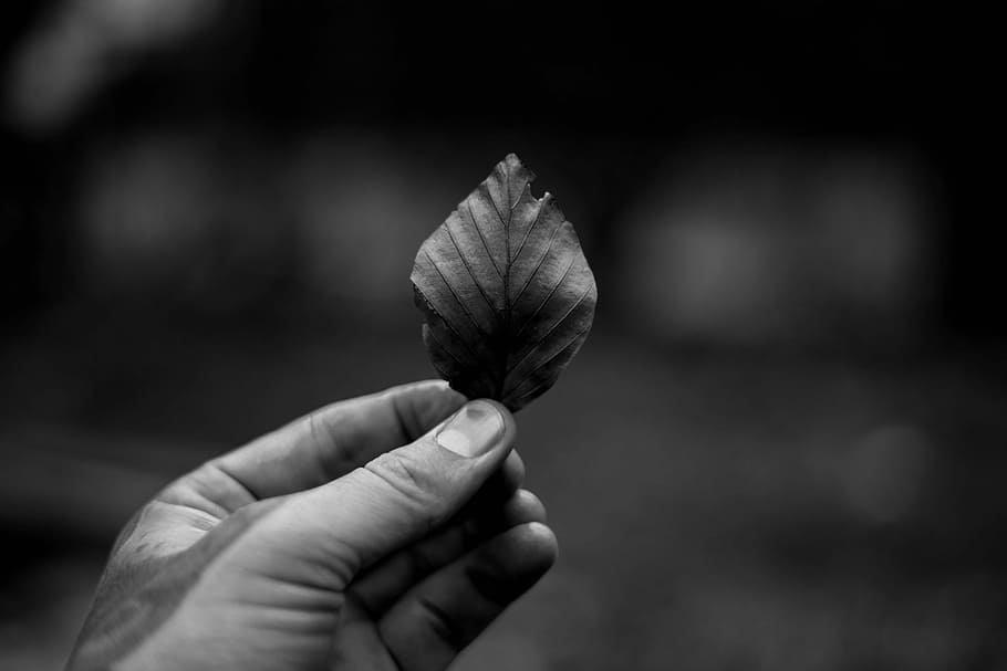 Blatt in der Hand, grayscale photography of person holding ordate leaf, HD wallpaper