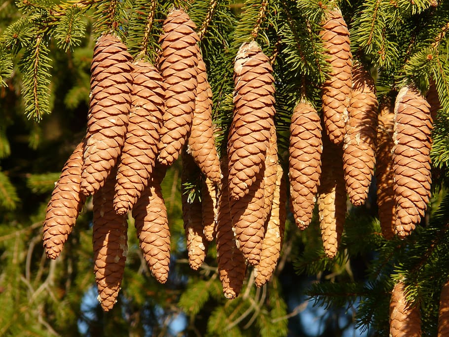 pine cones, tap, tree, conifer, common spruce, picea abies HD wallpaper