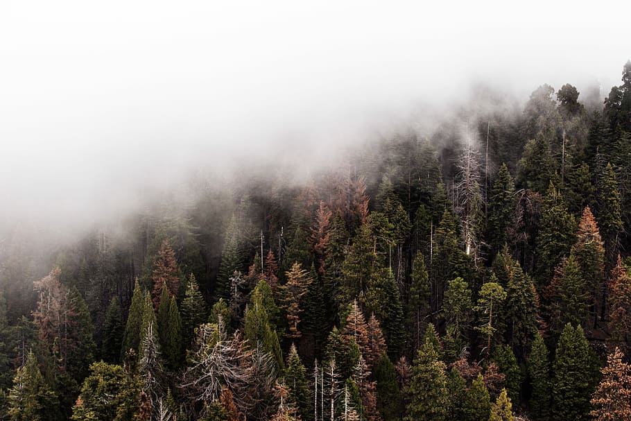 aerial photography of foggy forest at daytime, bird's eye view photography of fogs on mountain HD wallpaper