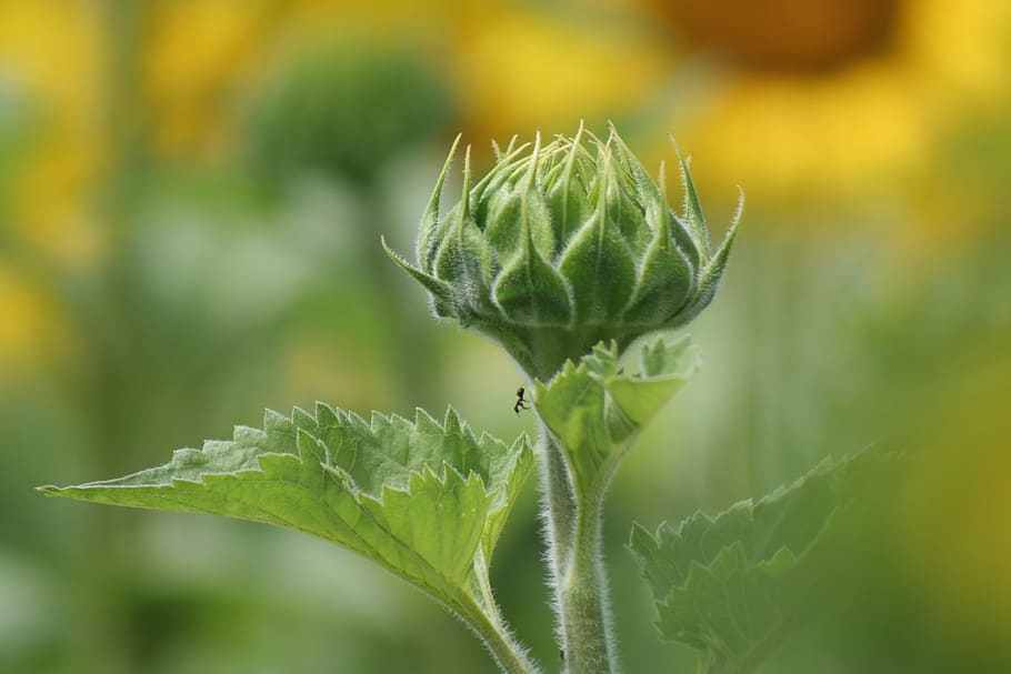 sunflower, ant, nature, plant, green color, growth, close-up HD wallpaper