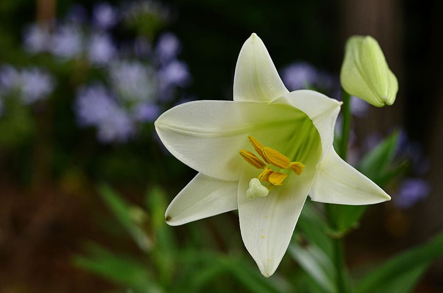 white petaled flower, easter, lily, bloom, spring, nature, flowering plant HD wallpaper