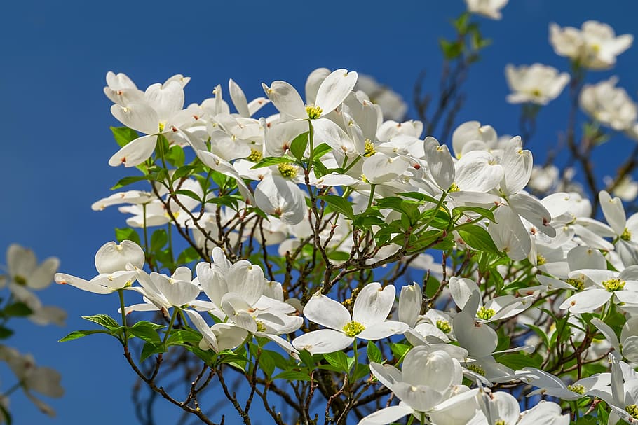 close up photo of white broad petaled flower, cornales, flowers HD wallpaper