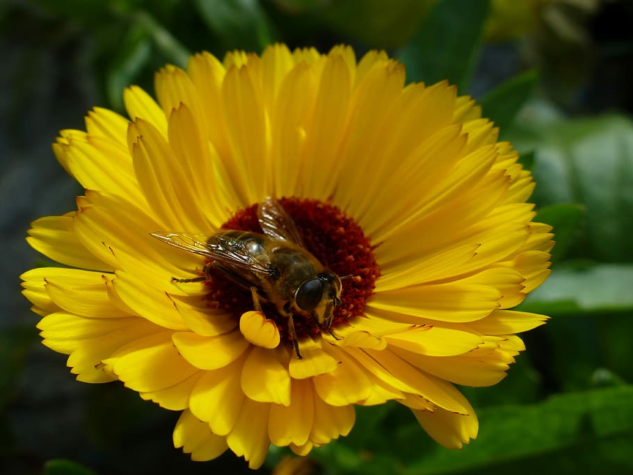 Marigold, Yellow, Bee, Blossom, Bloom, sun flower, insect, nectar HD wallpaper