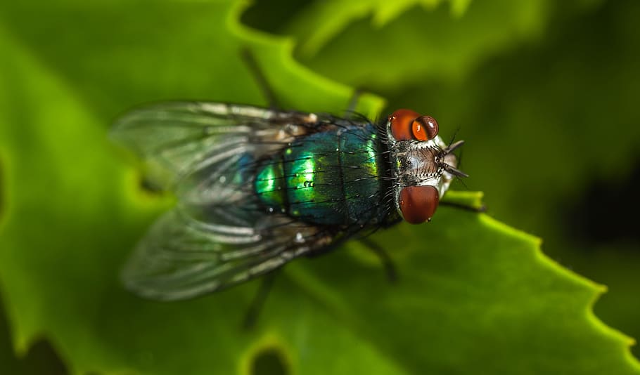 nature, insect, animals, fly, sheet, meat fly, macro, animal themes HD wallpaper