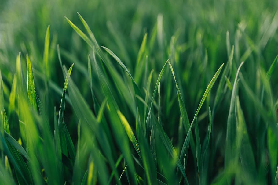 Close-ups of green grass, closeup, lawn, nature, green Color