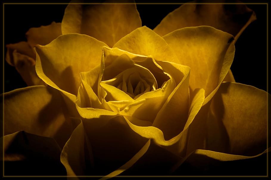 closeup of yellow flower, blossom, bloom, plant, nature, abstract HD wallpaper