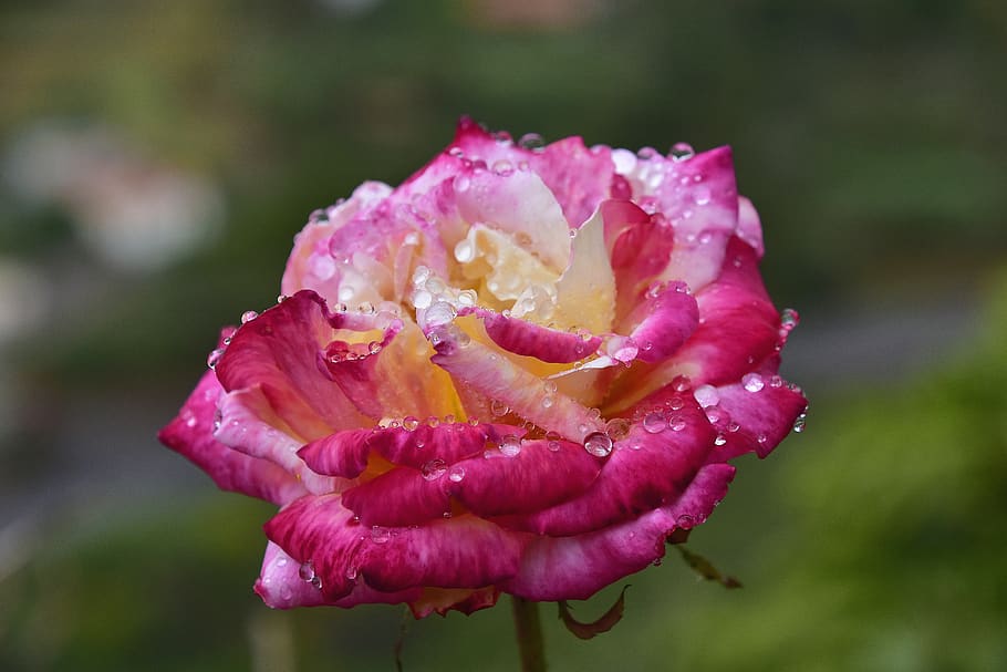 flower, nature, spring, garden, flowering plant, vulnerability HD wallpaper