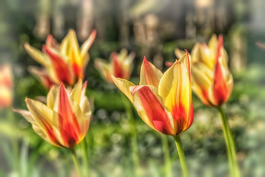 Flower, Tulip, Spring, Yellow, red, spring flowers, nature HD wallpaper