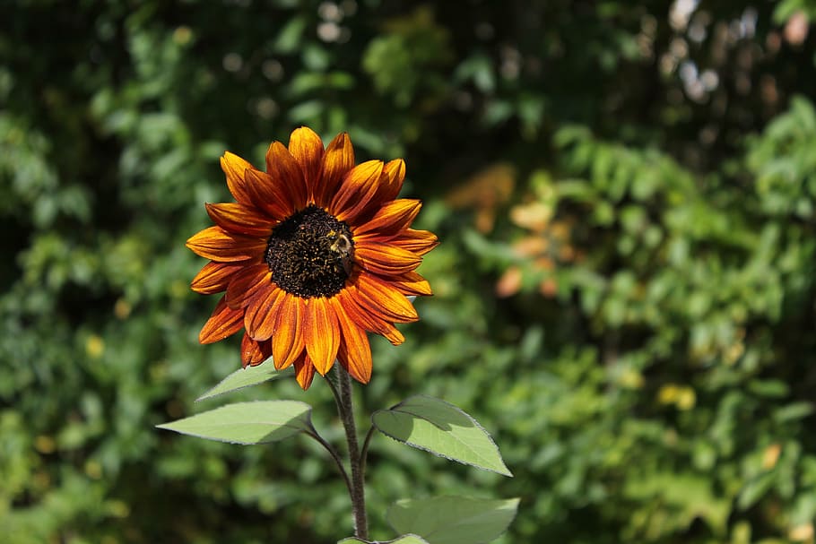sunflower, bee, orange, single, leaf, nature, summer, insect HD wallpaper