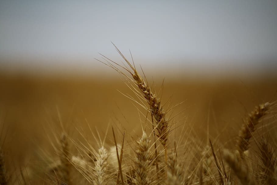 wheat field, fields, wheat fields, cereals, epi, harvest, cultures HD wallpaper