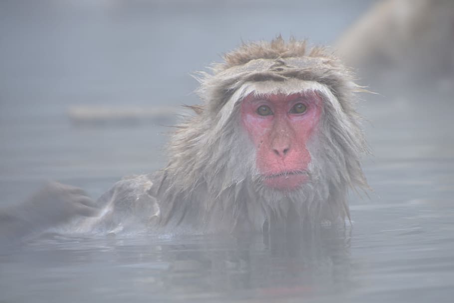 monkey taking bath, water, snow monkey, onsen, japanese, hot