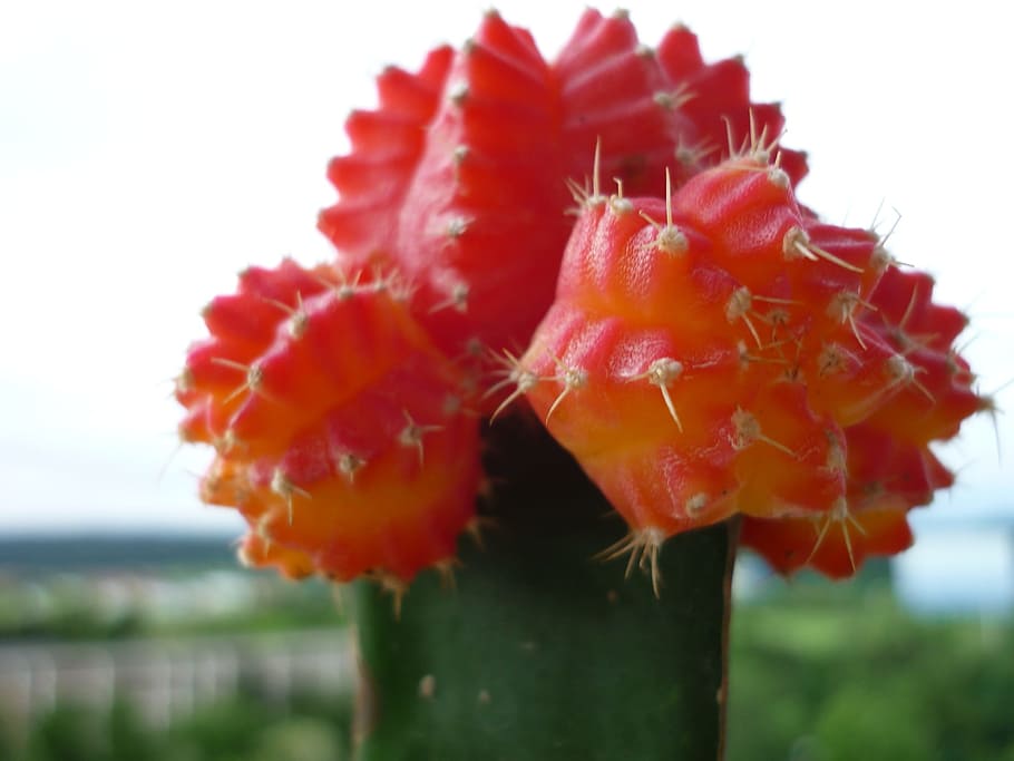 strawberry cactus, succulent, refined, on, documents-cactus HD wallpaper