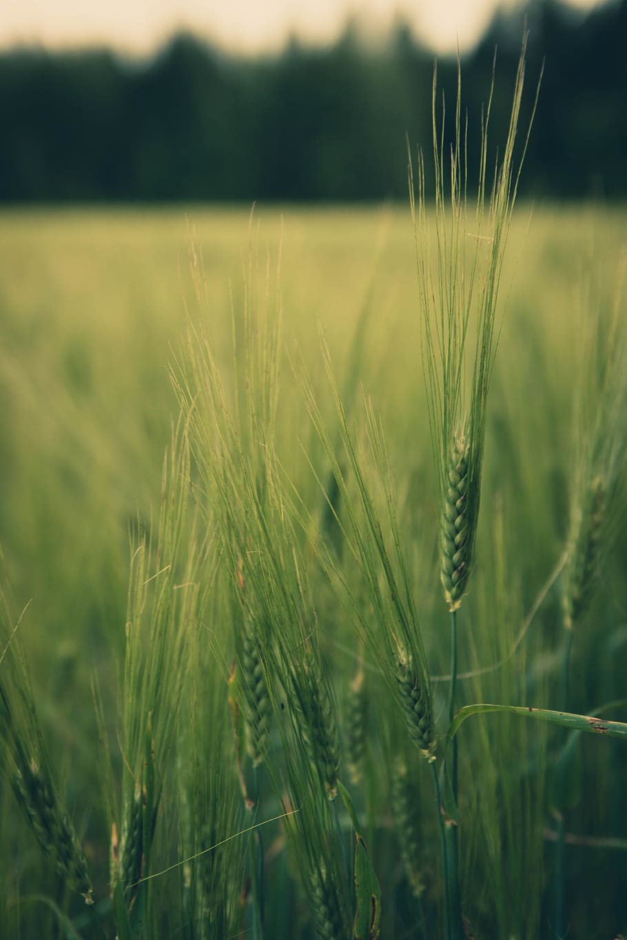 Wallpaper Barley Fields Ear botany 1920x1080