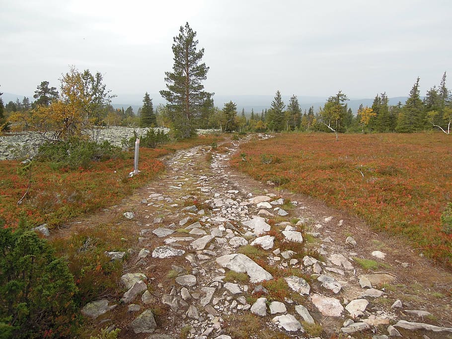 lapland, finnish, the lapland, nature, autumn, landscape, fell, HD wallpaper