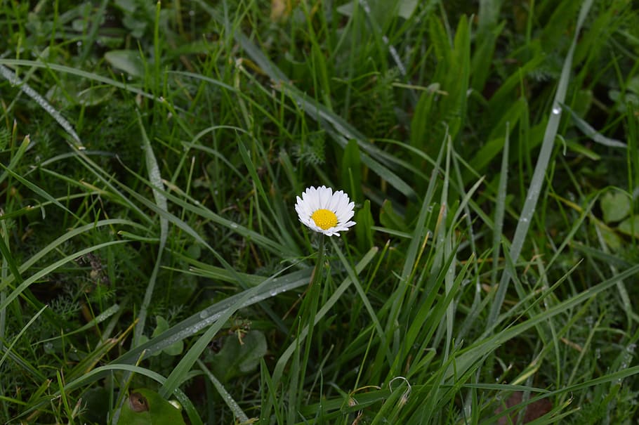 dew, daisy, flower, grass, flowering plant, freshness, growth HD wallpaper