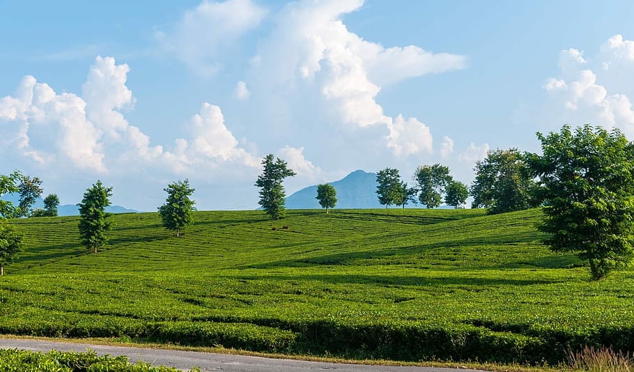 nature, landscape, field, grass, summer, plant, green color HD wallpaper