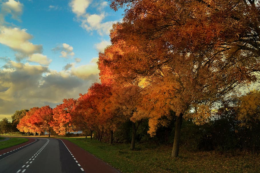 maple leaf tree under blue sky, orange, trees, roadside, cloudy HD wallpaper