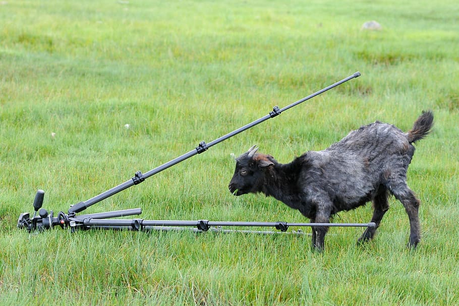 tripod, goat, curiosity, grass, mammal, animal themes, plant HD wallpaper
