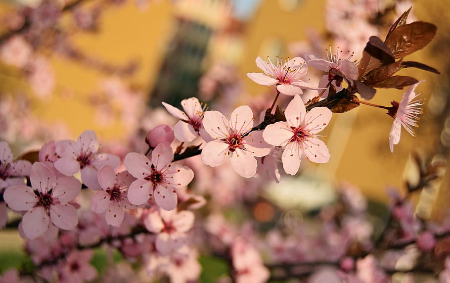 pink, flower, spring, nature, plant, floral, petal, blossom HD wallpaper