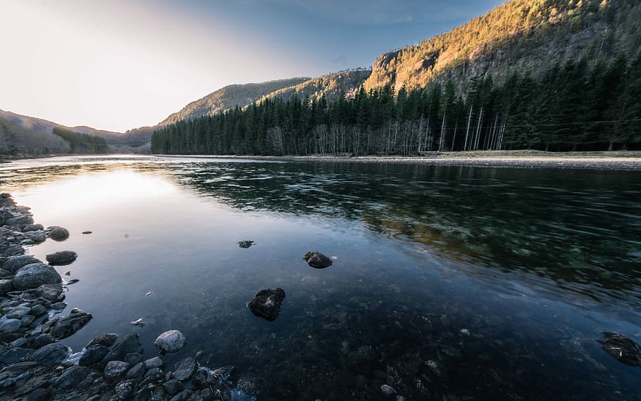 river between forest and mountain, rocky river near trees, water HD wallpaper