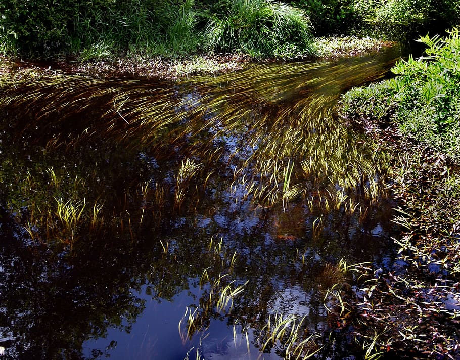 stream, brook, river, weeds, bog, swamp, nature, bog water HD wallpaper