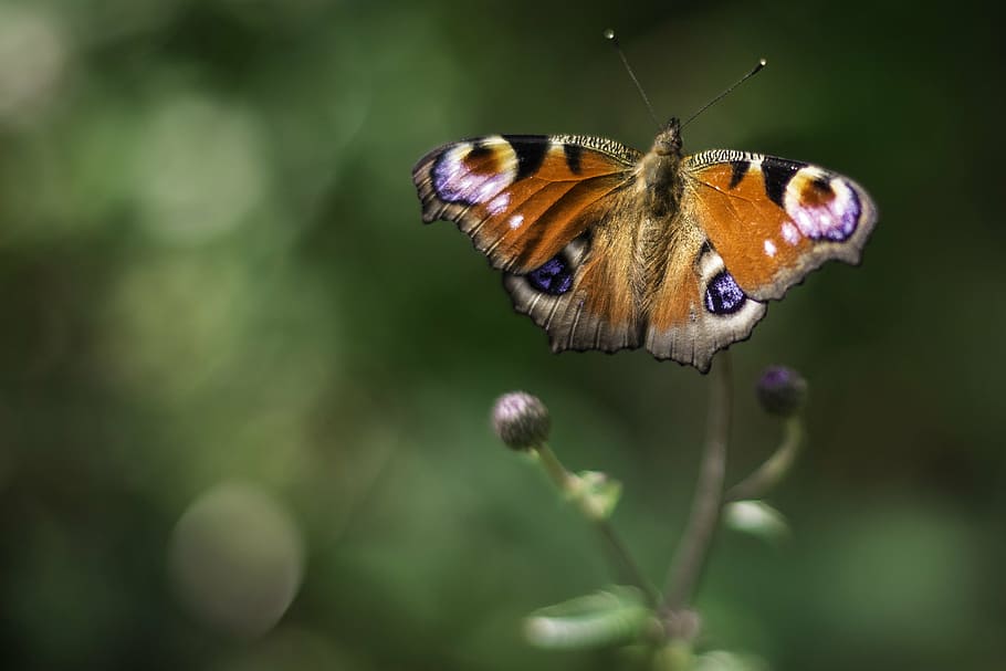 peacock, butterfly, insect, close, animal, wing, garden, nature HD wallpaper