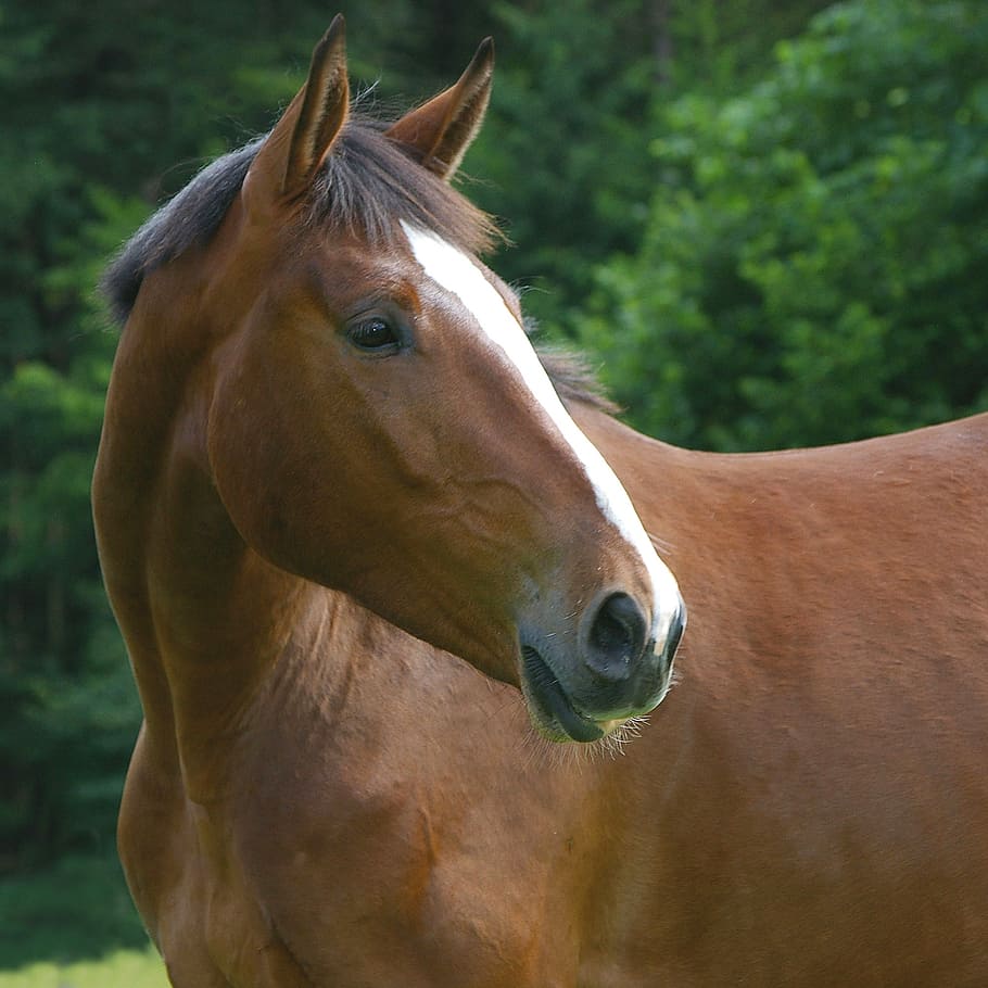 brown horse, animal, domestic solipeds, mammal, family equidae