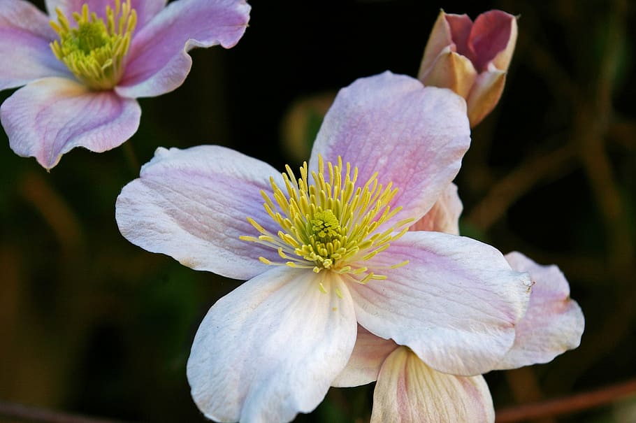 clematis, blossom, bloom, flower, close, pink, beautiful, climber HD wallpaper
