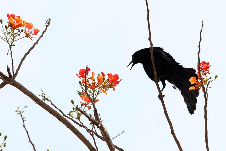 crow, ave, black, flowers, plant, tree, branch, animal, animal themes HD wallpaper