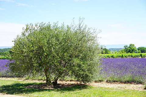 green tree on  field, olive tree, idyll, idyllic, lavender HD wallpaper