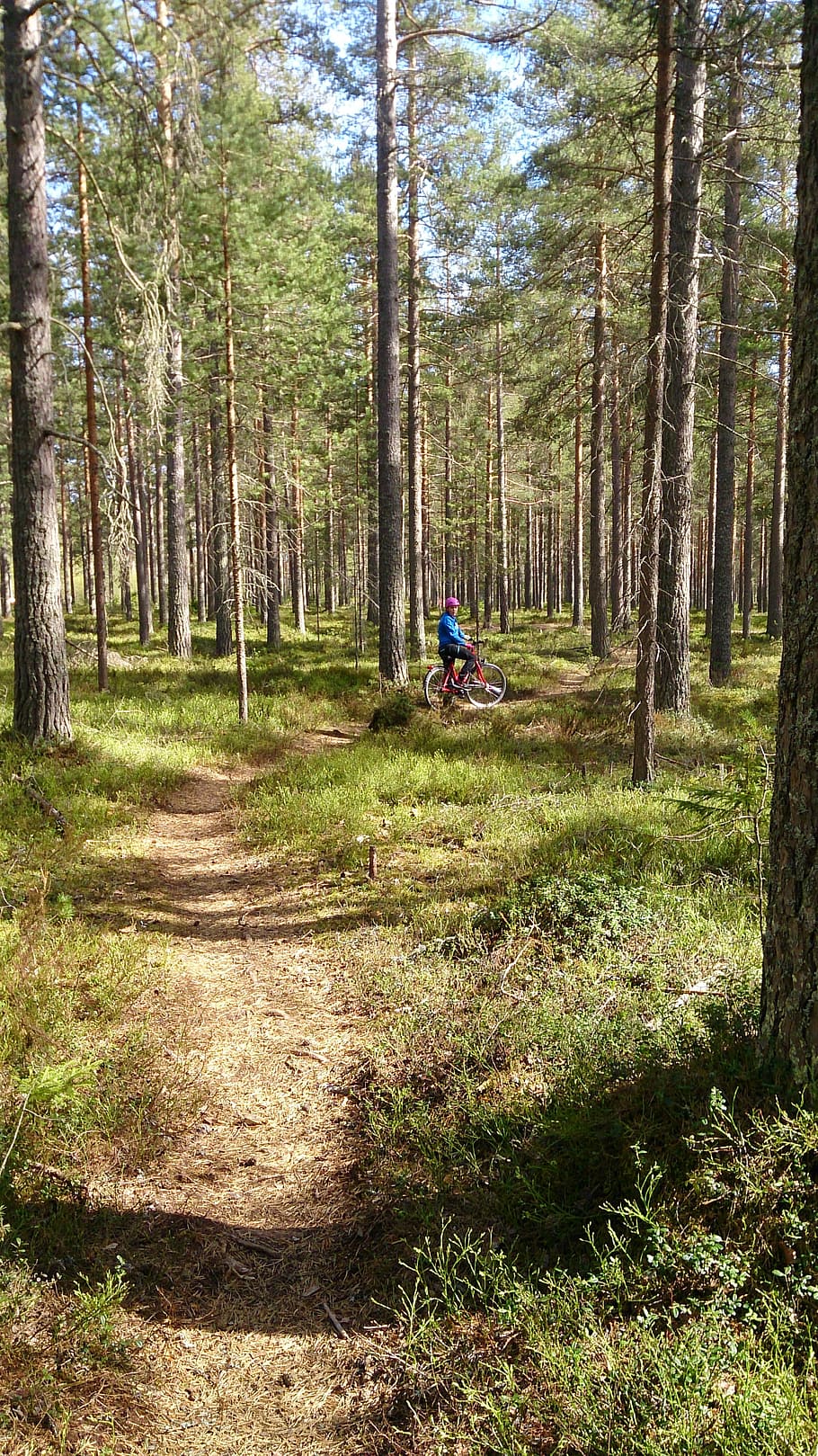 nature, tree, cycle, forest, path, plant, land, growth, one person HD wallpaper