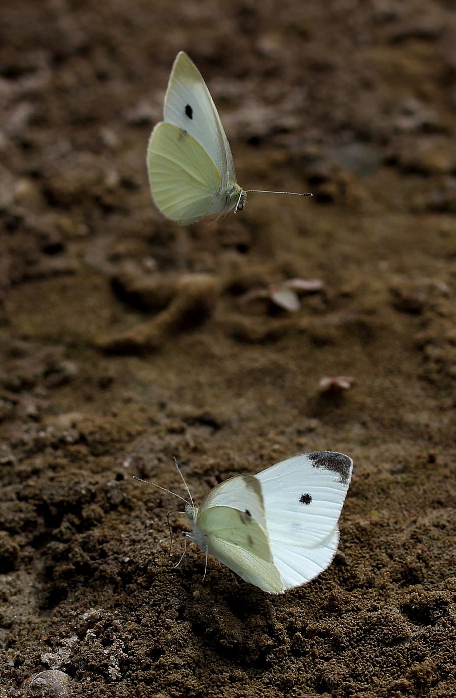 butterfly, white, roi, insecta, sand, wings, flight, animal, HD wallpaper